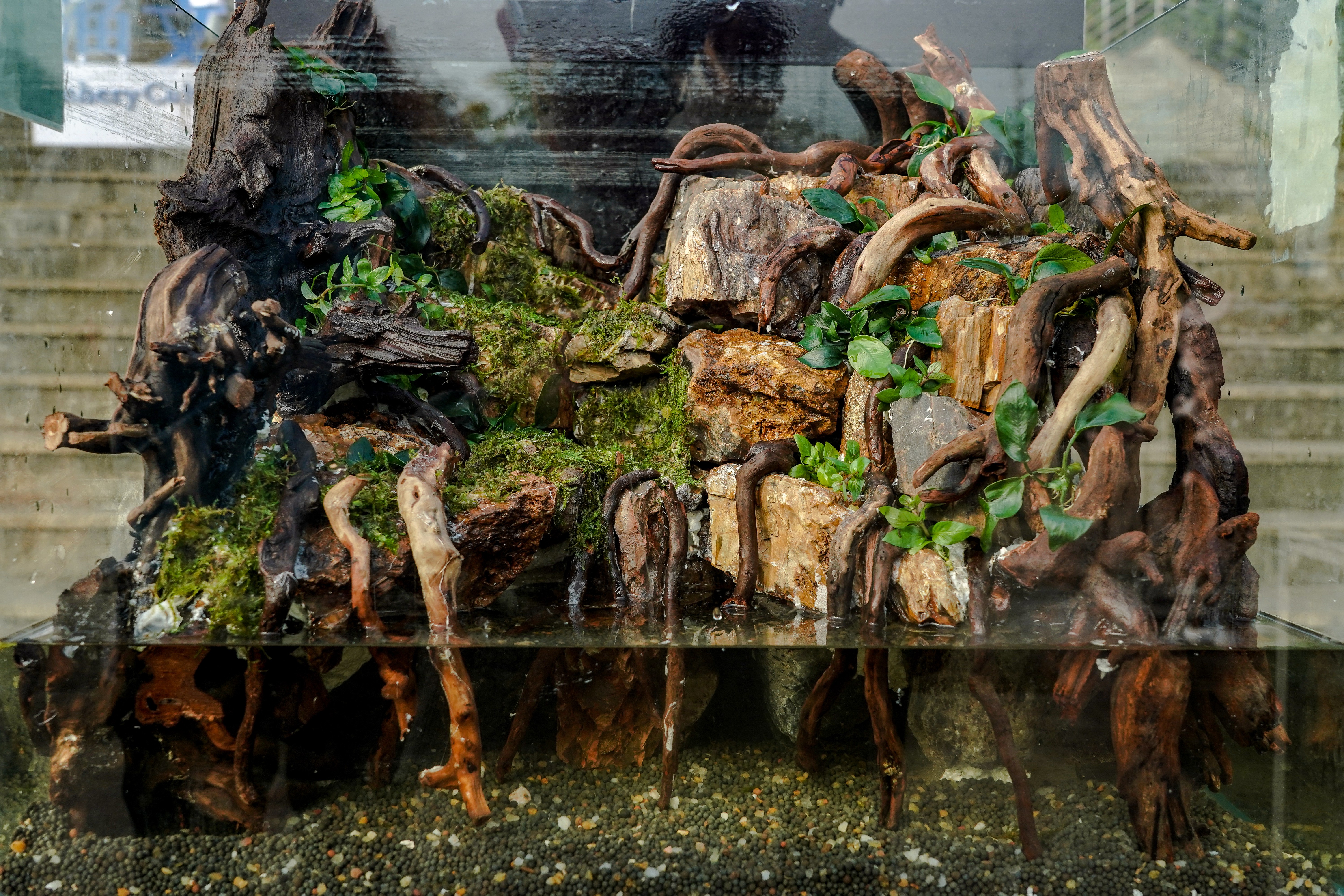 造景作品《崖洞》（51暗网
记者 孙一享 摄）